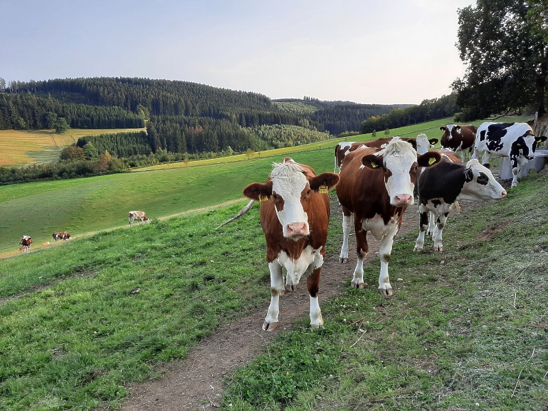 Blick über das Enscheider Bach - Tal