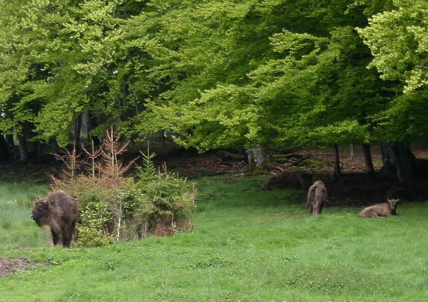  Es geht durch die Wisent-Wildnis-Wittgenstein 